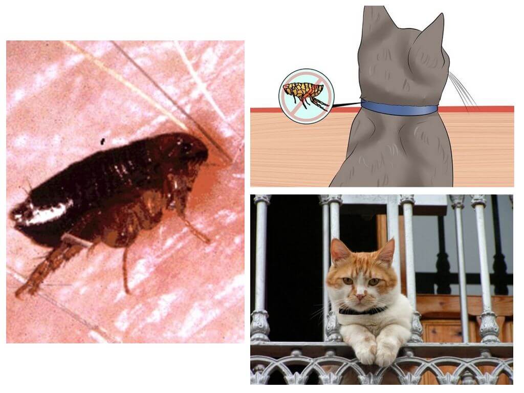 Могут ли блохи от кота перейти на человека, опасны ли кошачьи паразиты