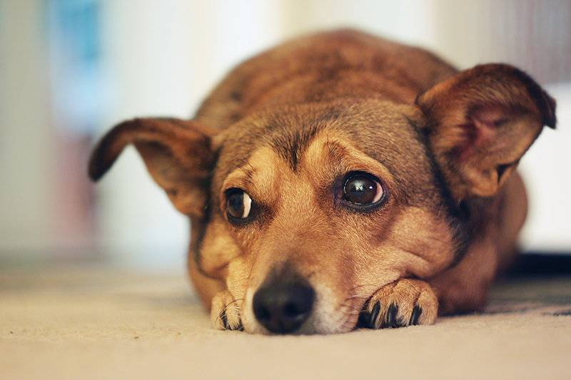 Как утомить собаку — 12 надежных трюков — сайт эксперта по животным — howmeow
