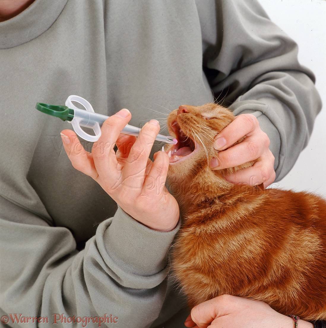 Для вас – подробная инструкция, как дать коту таблетку