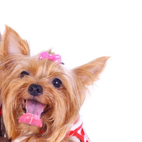 Почему у собаки торчит кончик языка: причины физиологические и их последствия | ваши питомцы