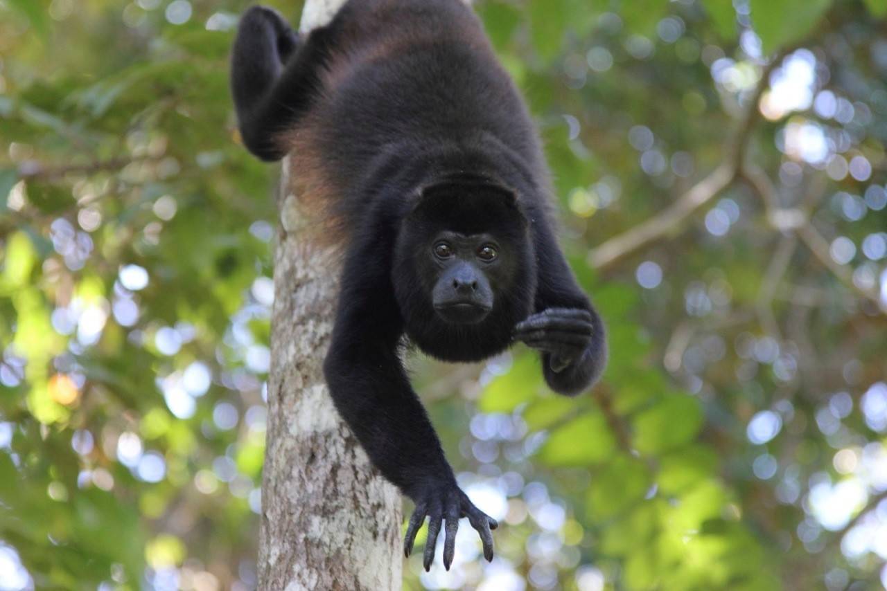 Обезьяна ревун. колумбийский и горомкоголосый примат - млекопитающие
