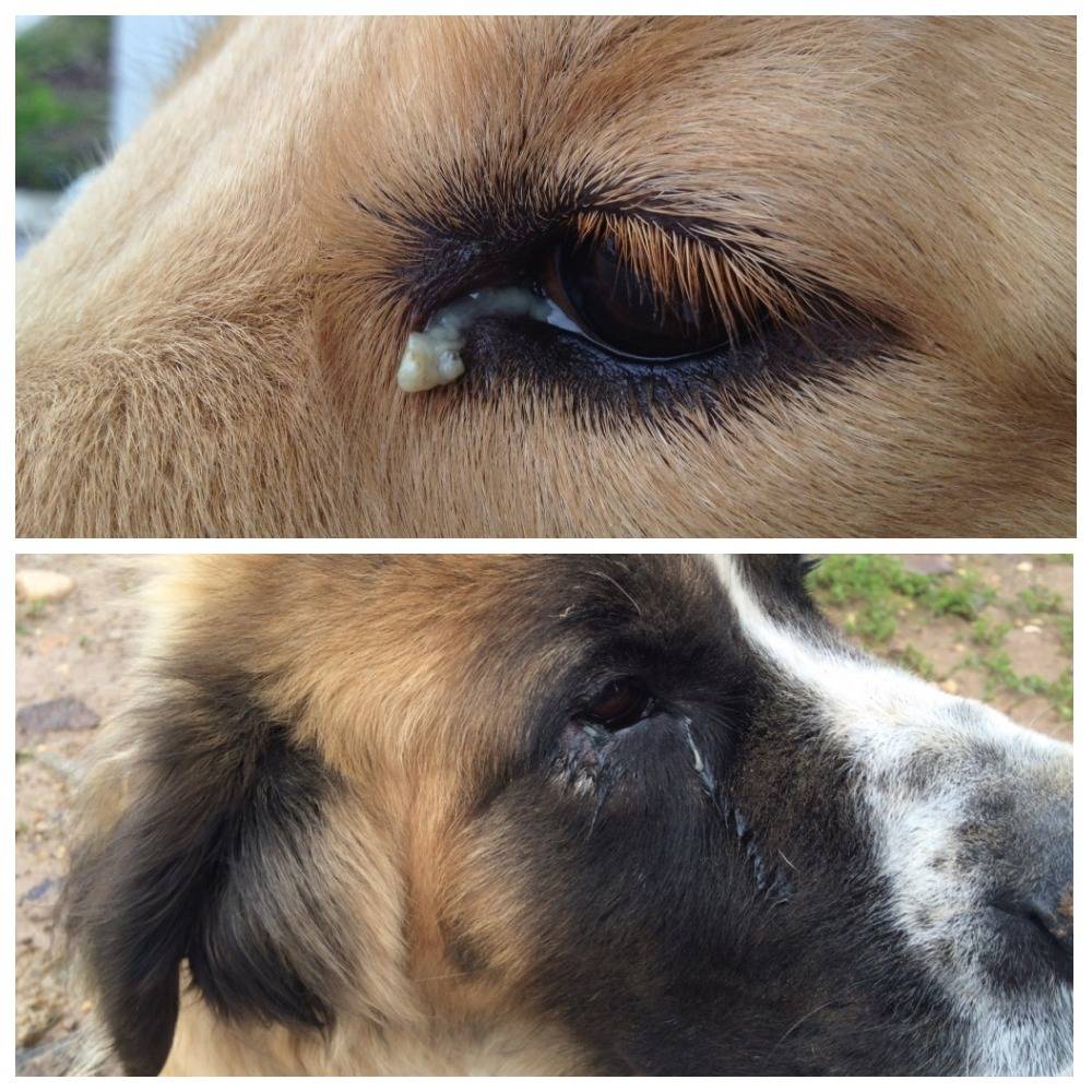 У собаки слезятся глаза: почему и что делать