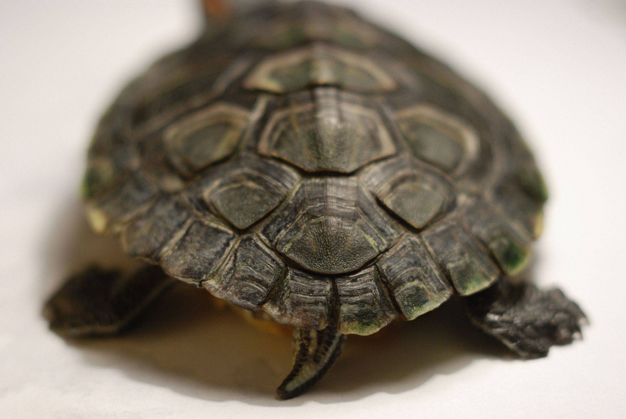 Обзор видов домашних черепах | блог ветклиники "беланта"