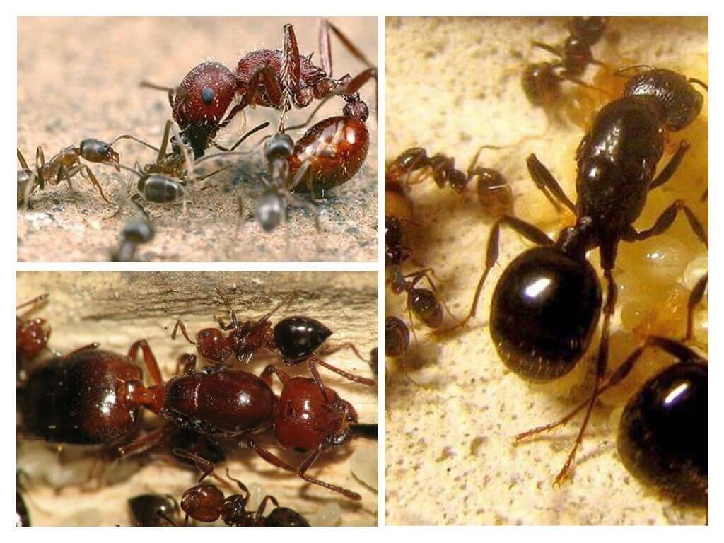 Матка домашних муравьев — как она выглядит и где искать?