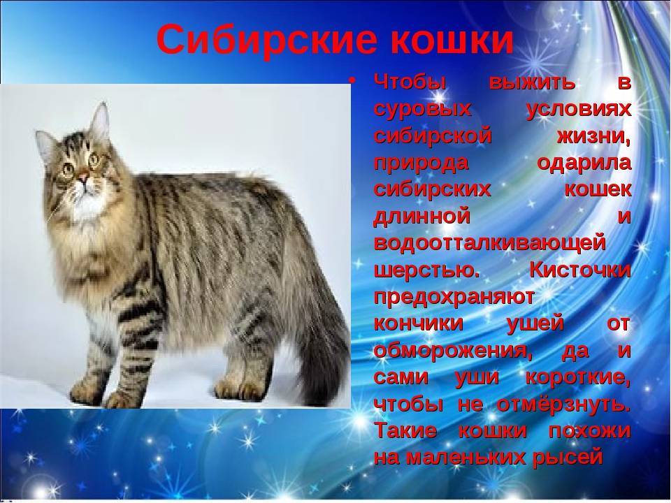 Сибирская кошка: описание породы, фото, питомники и объявления
