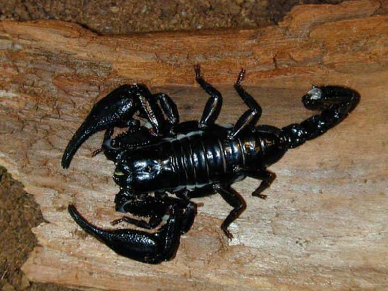 Малайзийский лесной скорпион