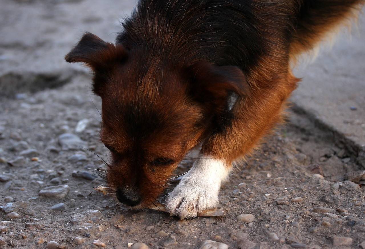 Почему собака ест землю, песок, камни? причины, диагностика, лечение, профилактика. поедание земли дома и во время прогулок у собак
