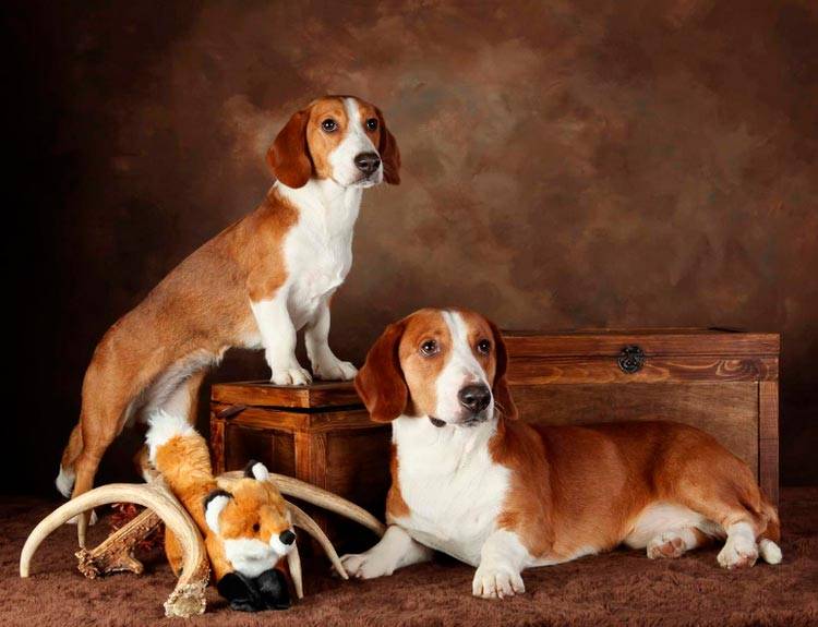 Породы охотничьих собак: 5 надежных друзей, на которых можно положиться | выживание в дикой природе
