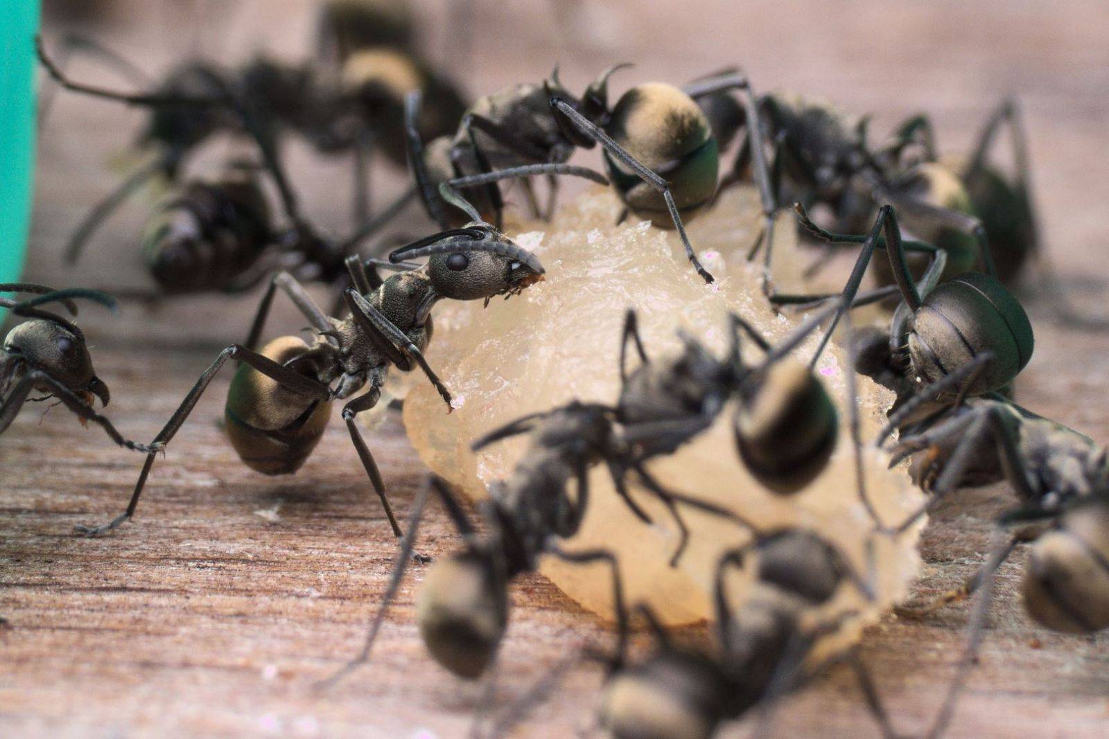 Иерархия муравьев: королева-матка, рабочие, солдаты, самки и самцы муравьи