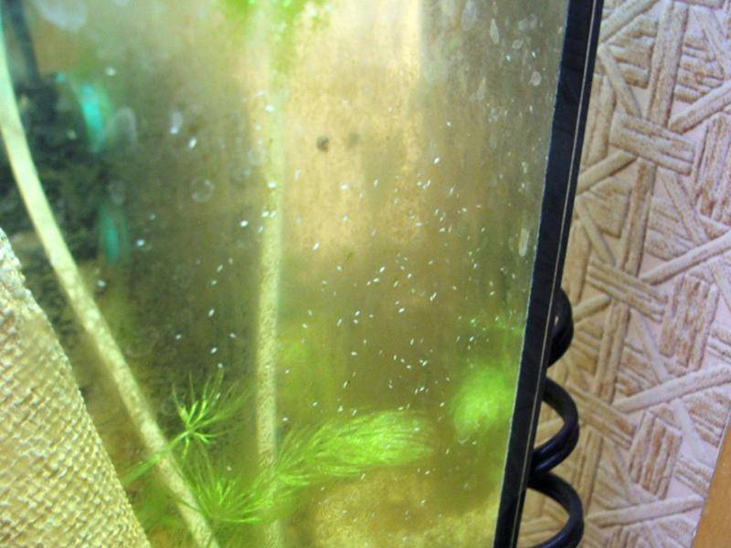Как убрать запах из аквариума и почему он воняет?