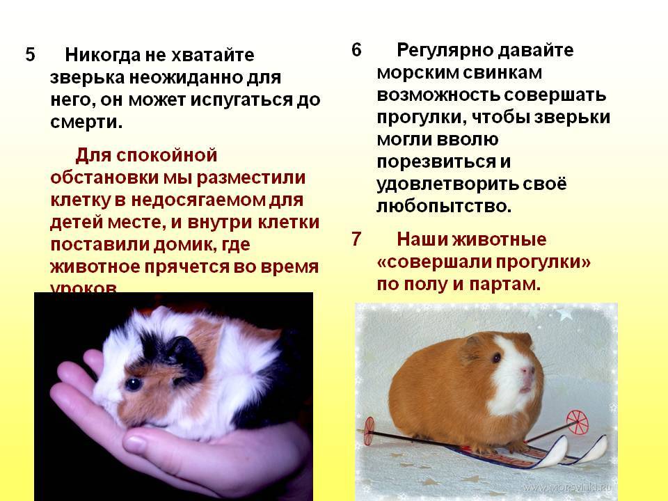 ᐉ почему морская свинка пищит или свистит когда ее гладишь: что это значит - kcc-zoo.ru