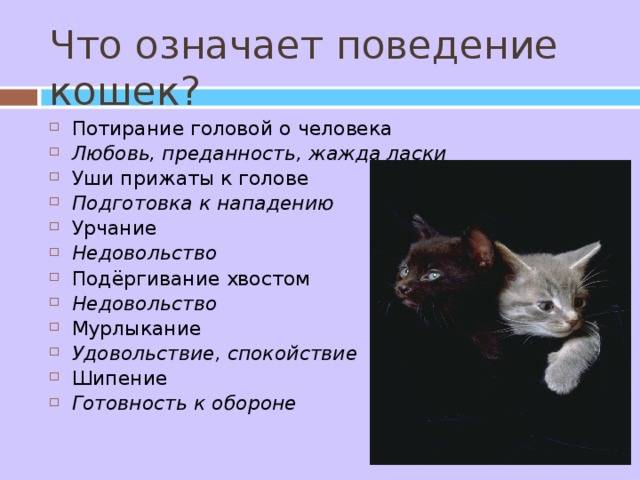 Психология кошек | pet4me.ru