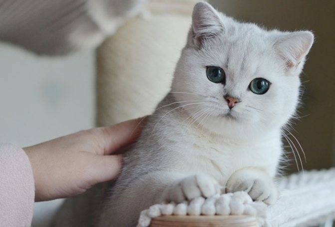 Британская кошка шиншилла: фото и описание, характер, содержание и уход :: syl.ru