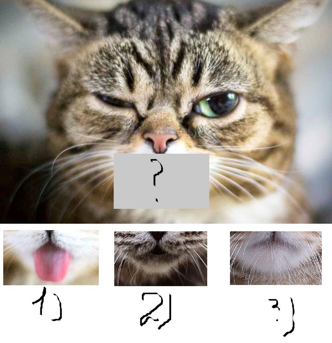Чем отличается кота. Кот или кошка по мордочке. Кот или кошка по морде. Как по мордочке определить кот или кошка.