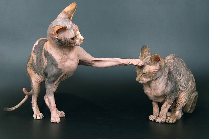 Гипоаллергенные породы кошек и котов по популярности