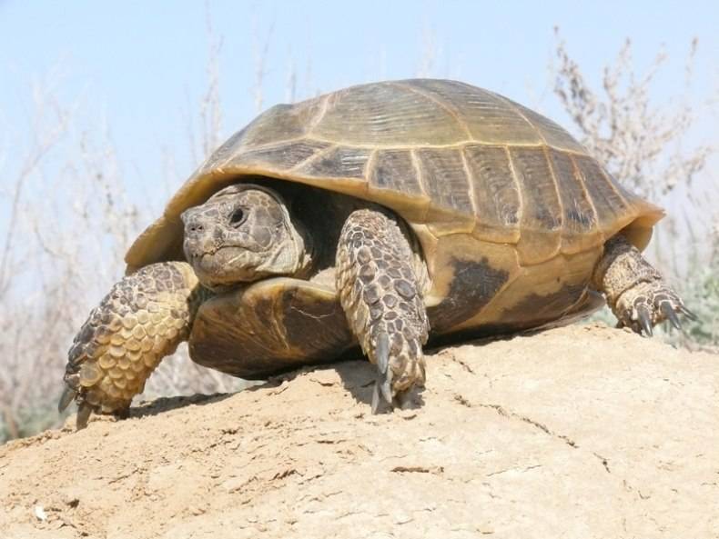 Особенности ухода и содержания среднеазиатской черепахи в домашних условиях