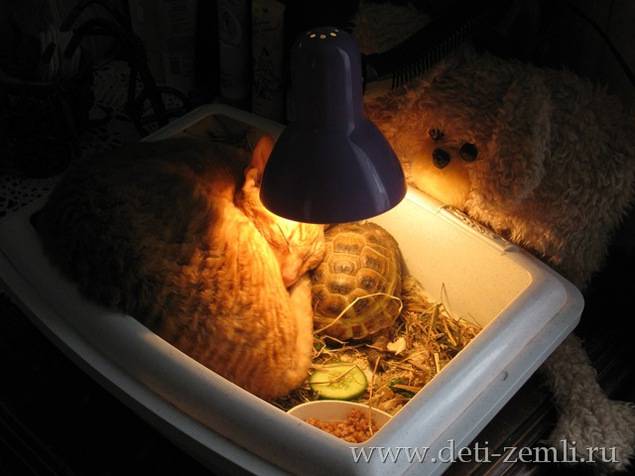 Греющие лампы для черапах