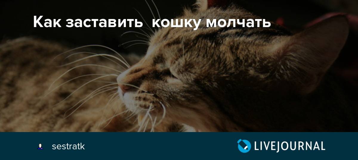 7 способов заставить кошку полюбить вас | pet4me.ru