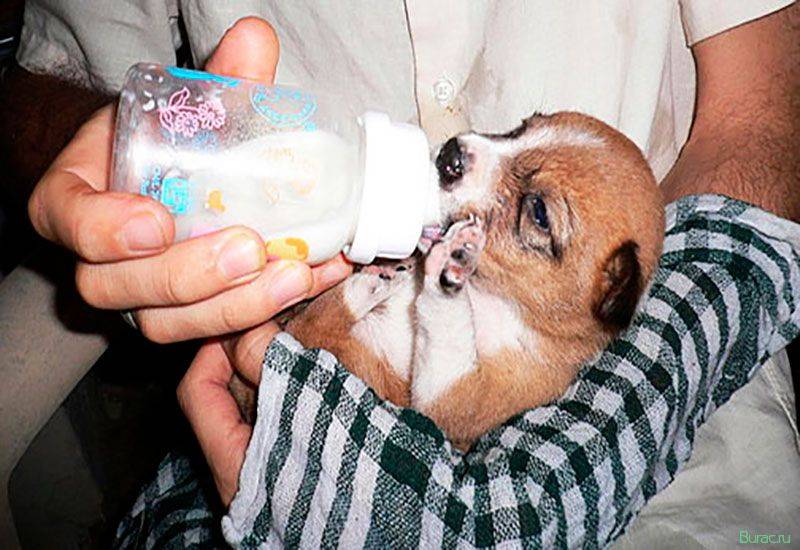 Чем кормить кормящего йорка: рацион собаки после родов :: syl.ru