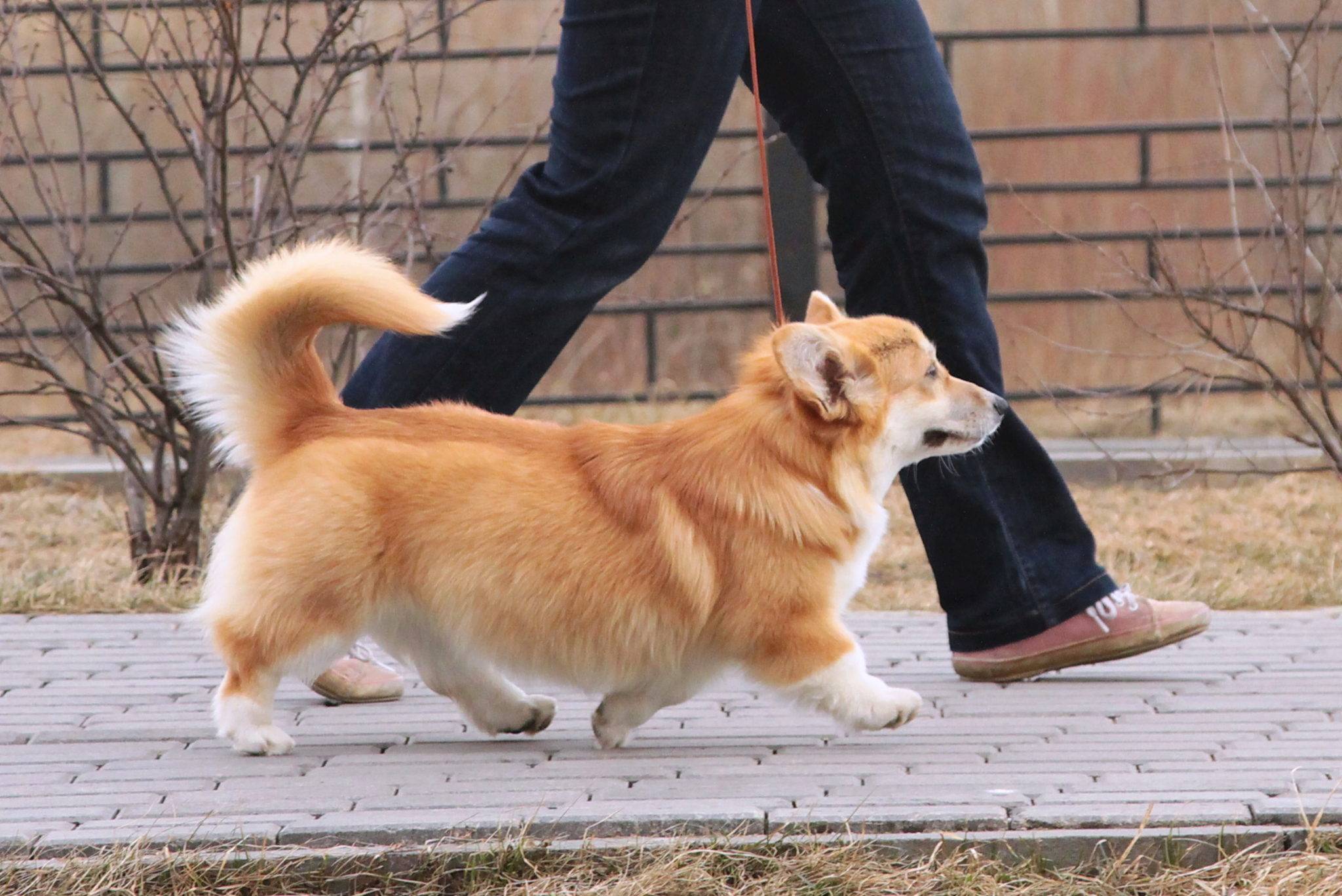 Корги флаффи — фото, особенности собак с геном длинной шерсти