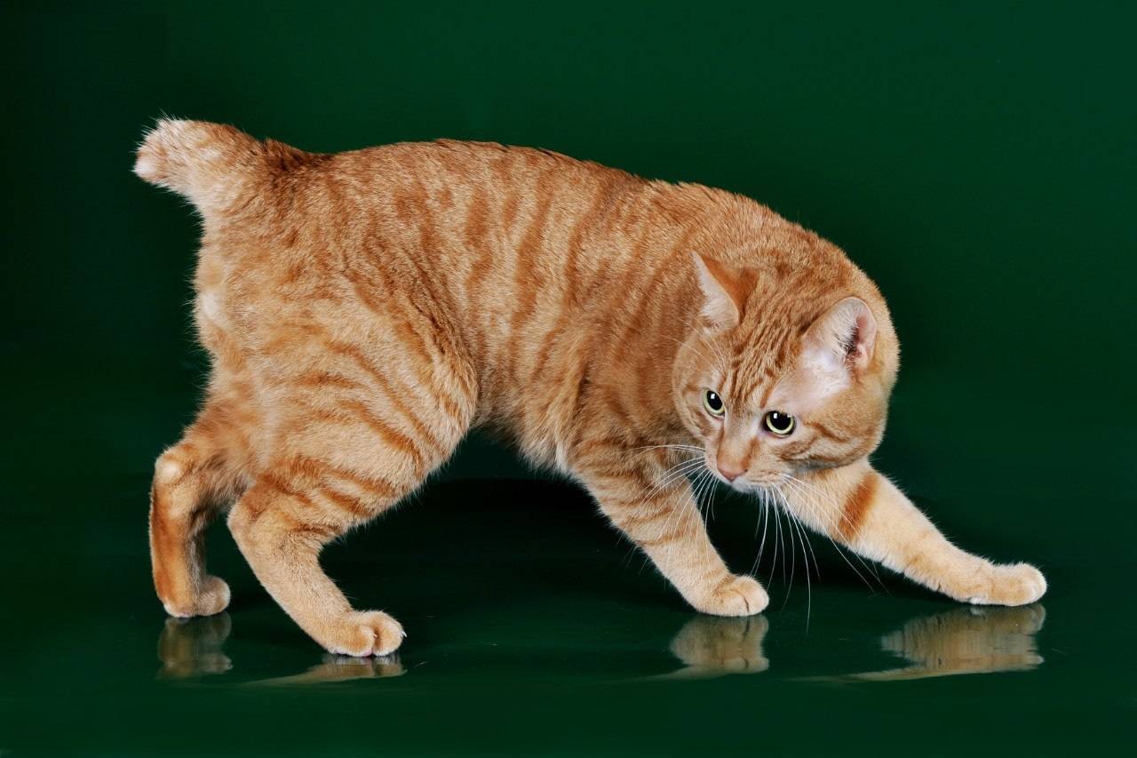Бобтейлы-бесхвостые породы кошек, все виды с фото