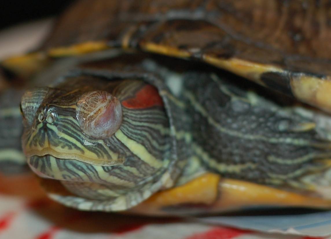 Почему красноухая черепаха не ест