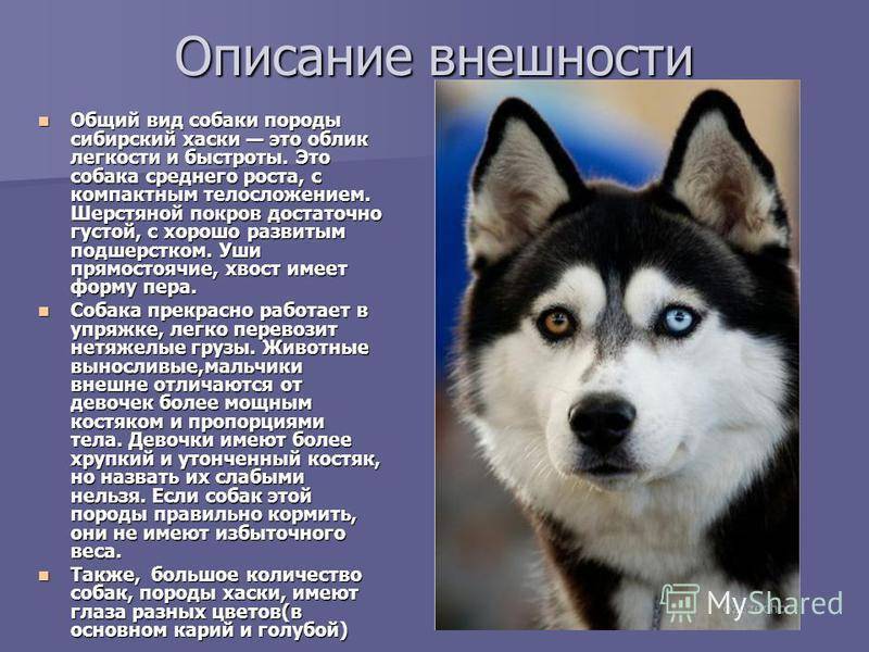 Восточно-сибирская лайка — фото, описание породы собак, характер