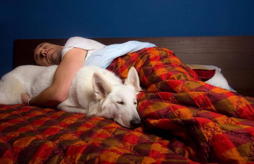 Почему собаки любят спать с хозяином на кровати и можно ли позволять это