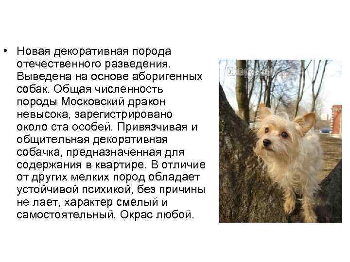 Особенности московских дракончиков: внешность и характер породы собак