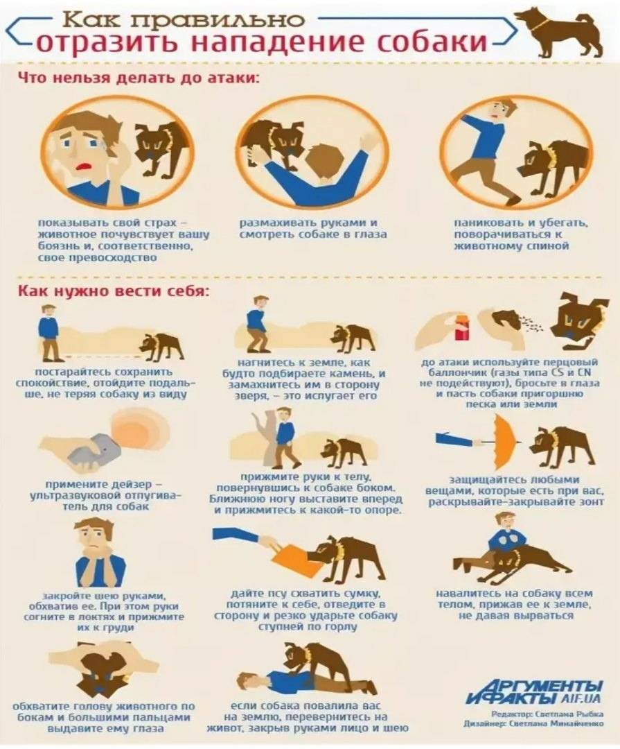 Как защититься от стаи бродячих собак? | блог ветклиники "беланта"