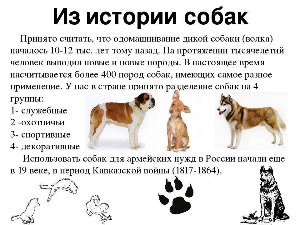 Краткая история происхождения собаки ⋆ все о собаках