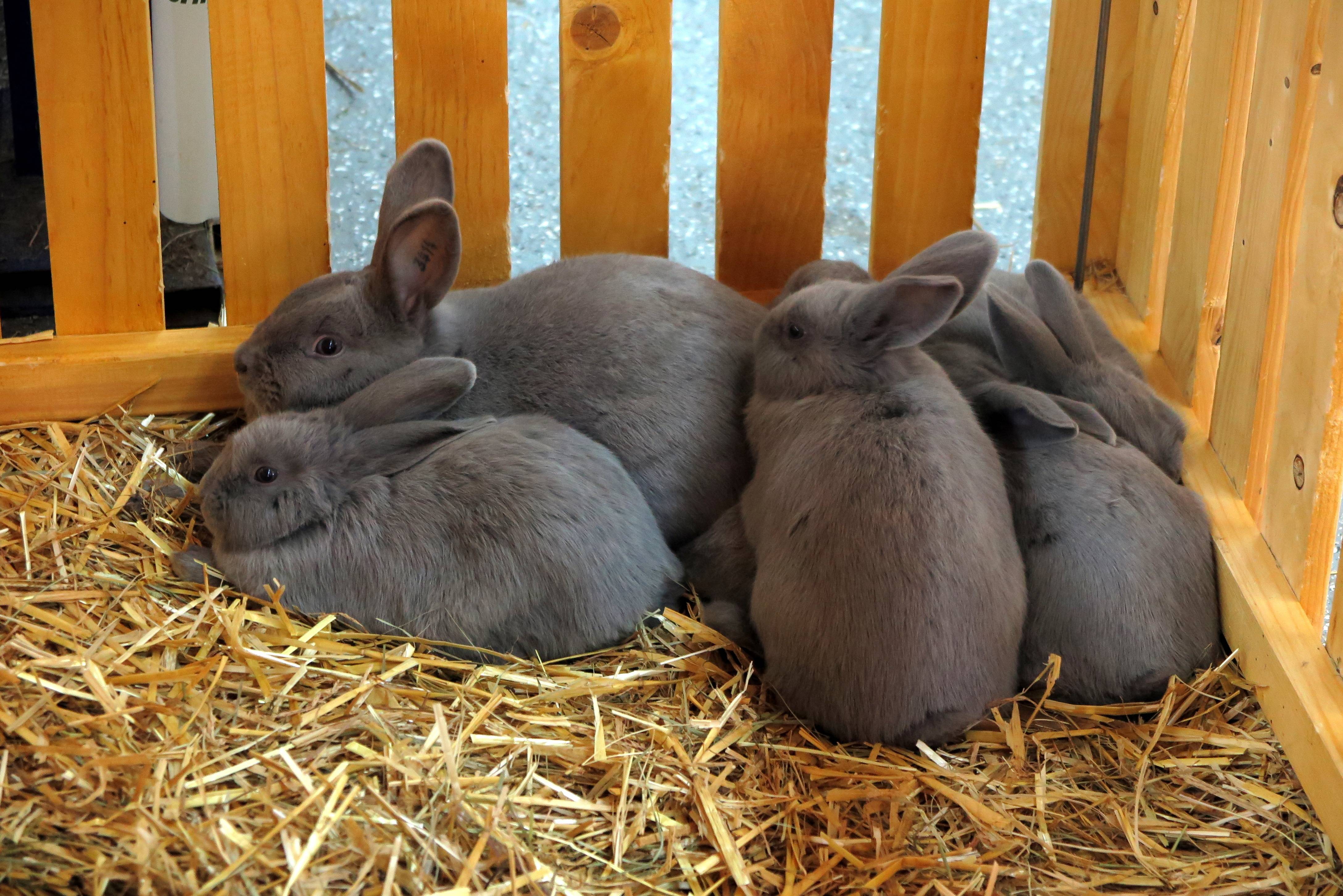 Почему крольчиха съедает крольчиха. Кролики домашние. Домашние животные кролик. Кролик фото. Кролиководство.