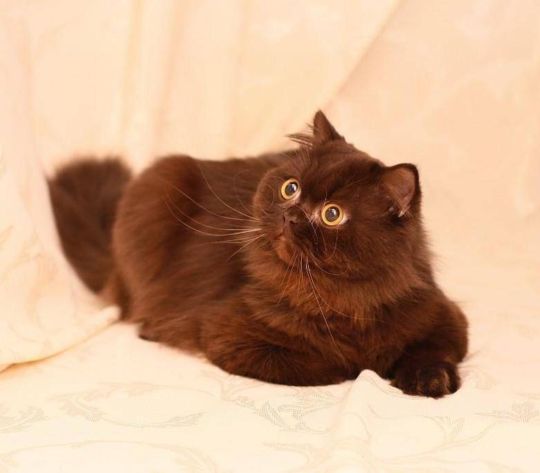 Йоркская шоколадная кошка: фото и стандарт породы