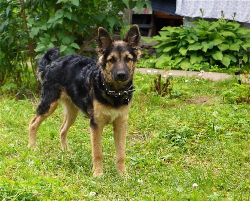 Немецкая овчарка: описание породы с фото, характеристика собаки