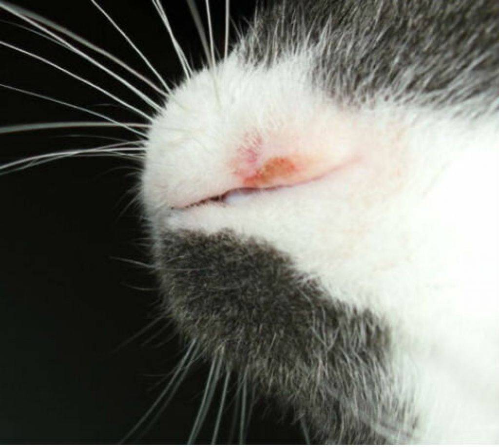 Что делать, если у кошки эозинофильная гранулема?