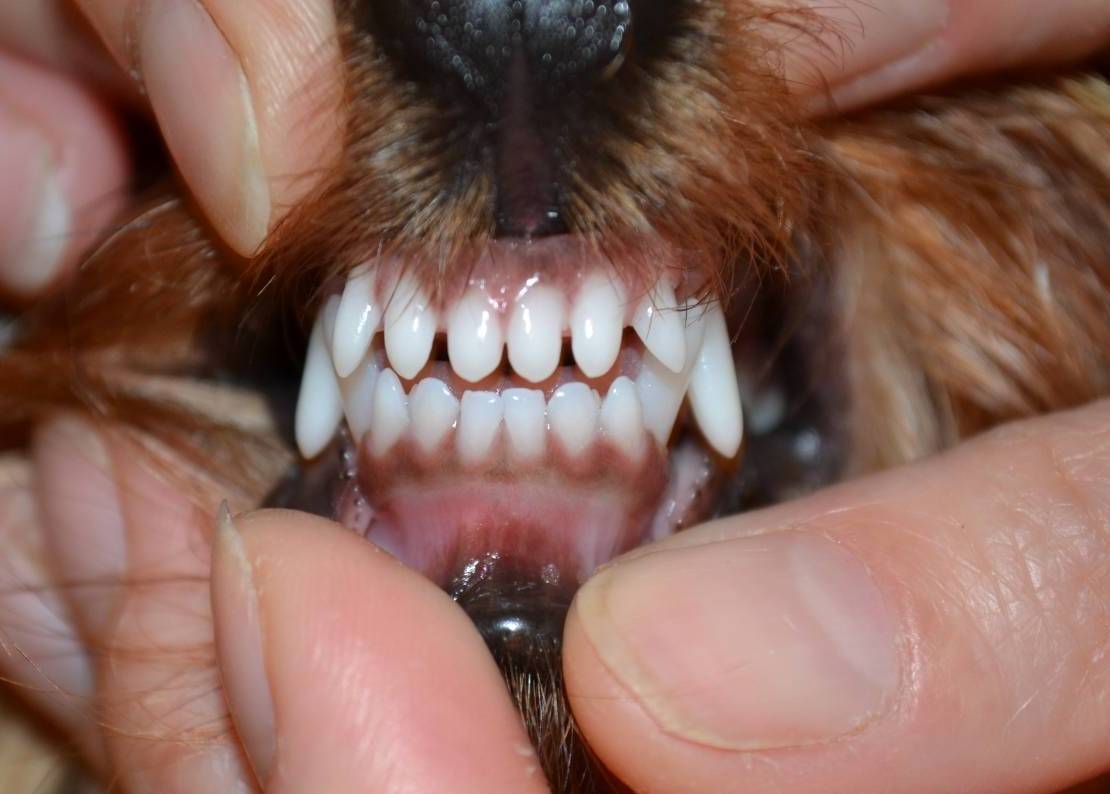 Сколько зубов у йоркширских терьеров: в каком возрасте происходит смена