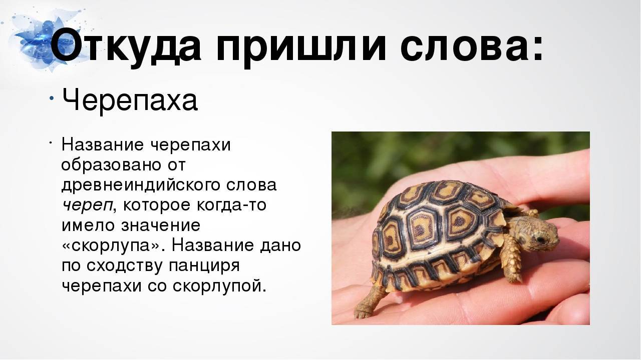 Черепаха хищник или травоядное