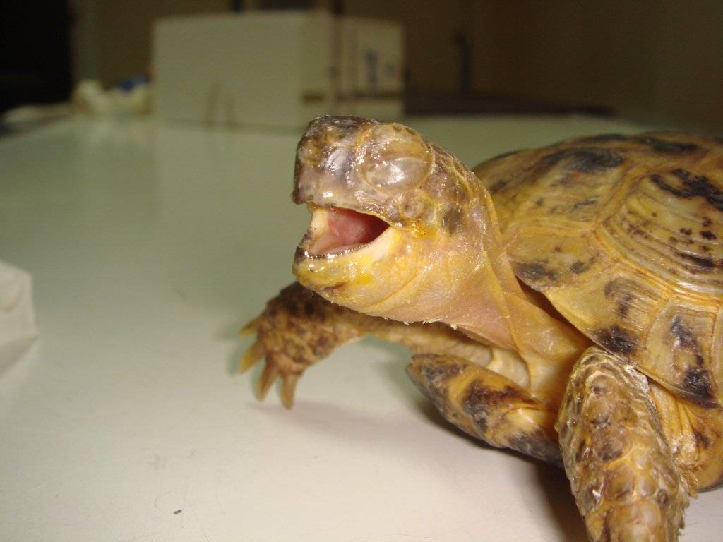 Пневмонии красноухих черепах особенности диагностики и терапии