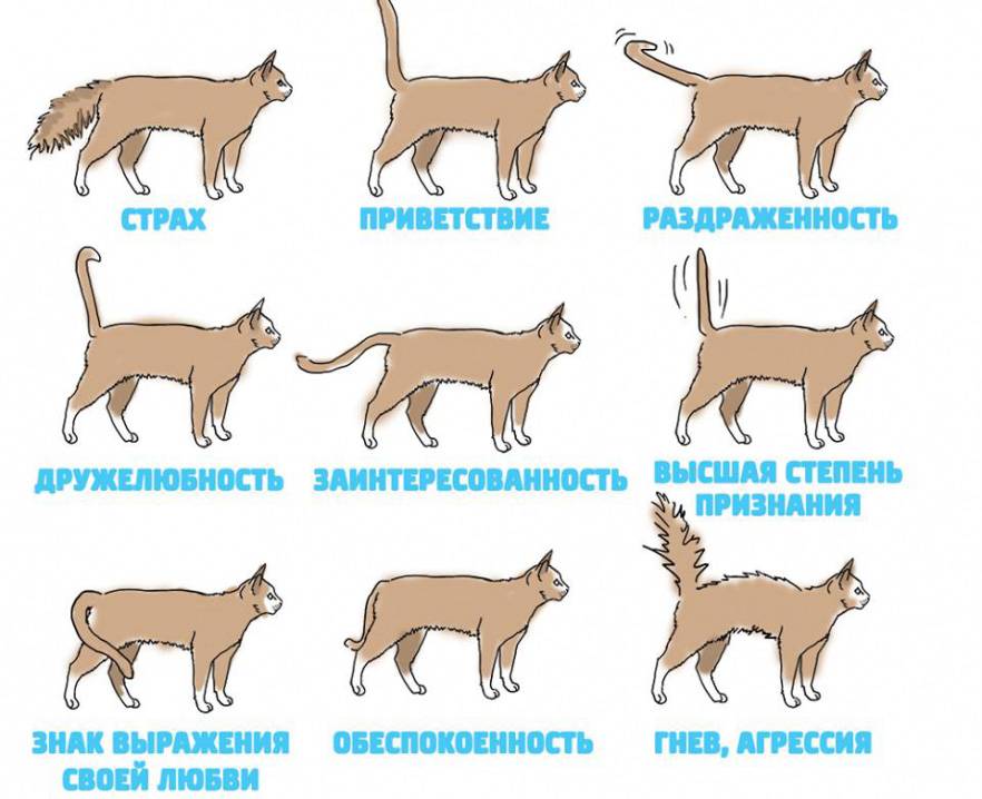 Зачем кошке хвост: как он устроен и что о нём нужно знать