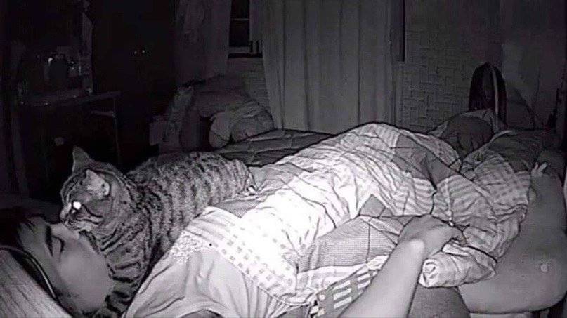 Охраняют во сне: почему коты спят у головы хозяина