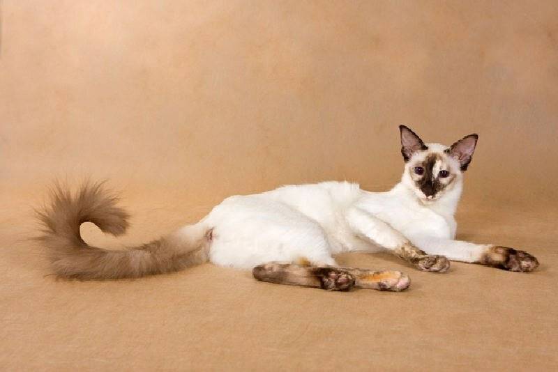 Балинезийская кошка: описание, история, характер, уход, здоровье и покупка