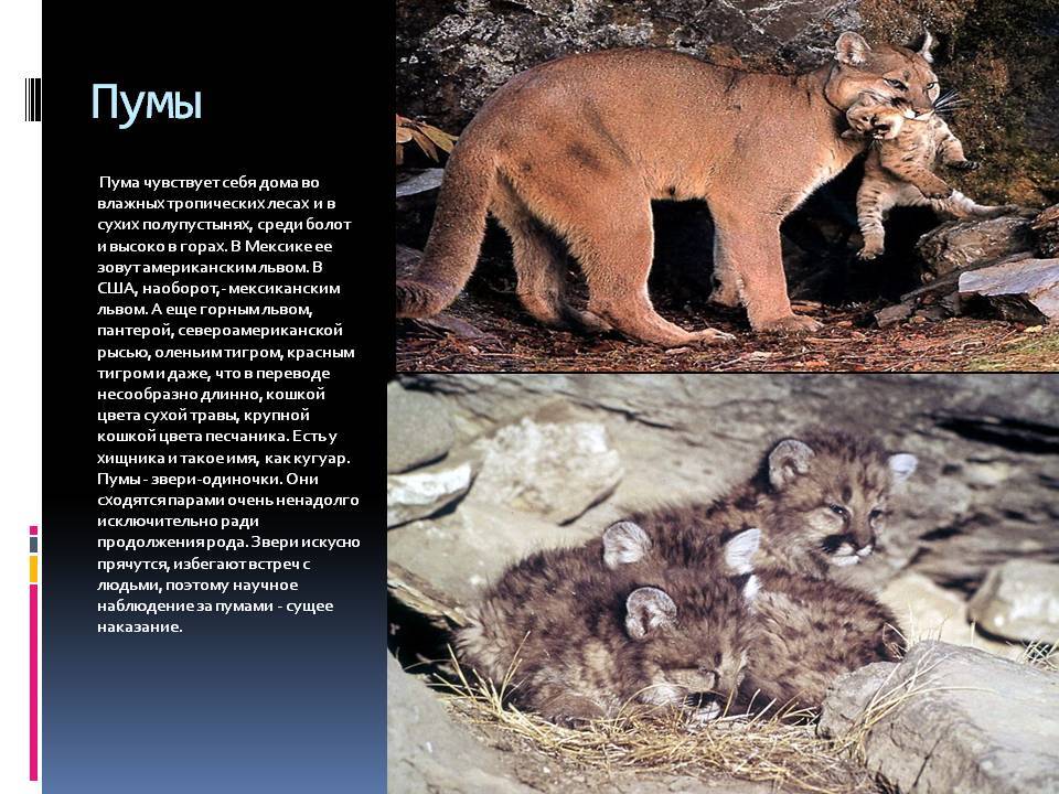 Пума животное. образ жизни и среда обитания пумы | животный мир