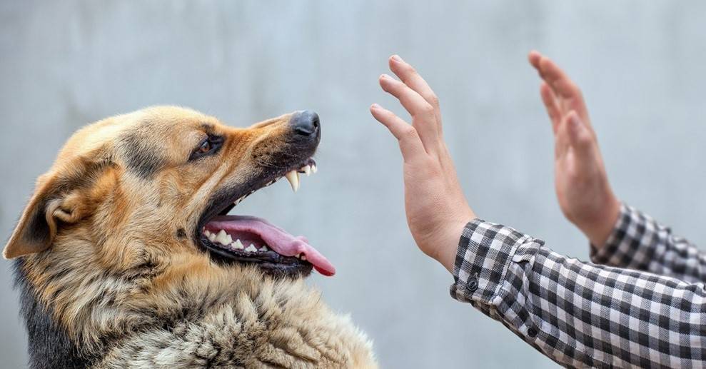 Собака рычит на хозяина: причины, факты, статистика | ваши питомцы