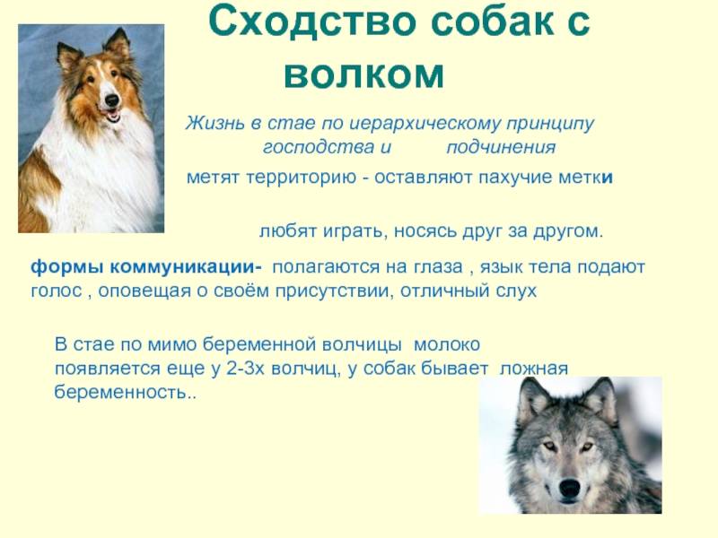 Следы волка: как отличить и что нужно знать - truehunter.ru