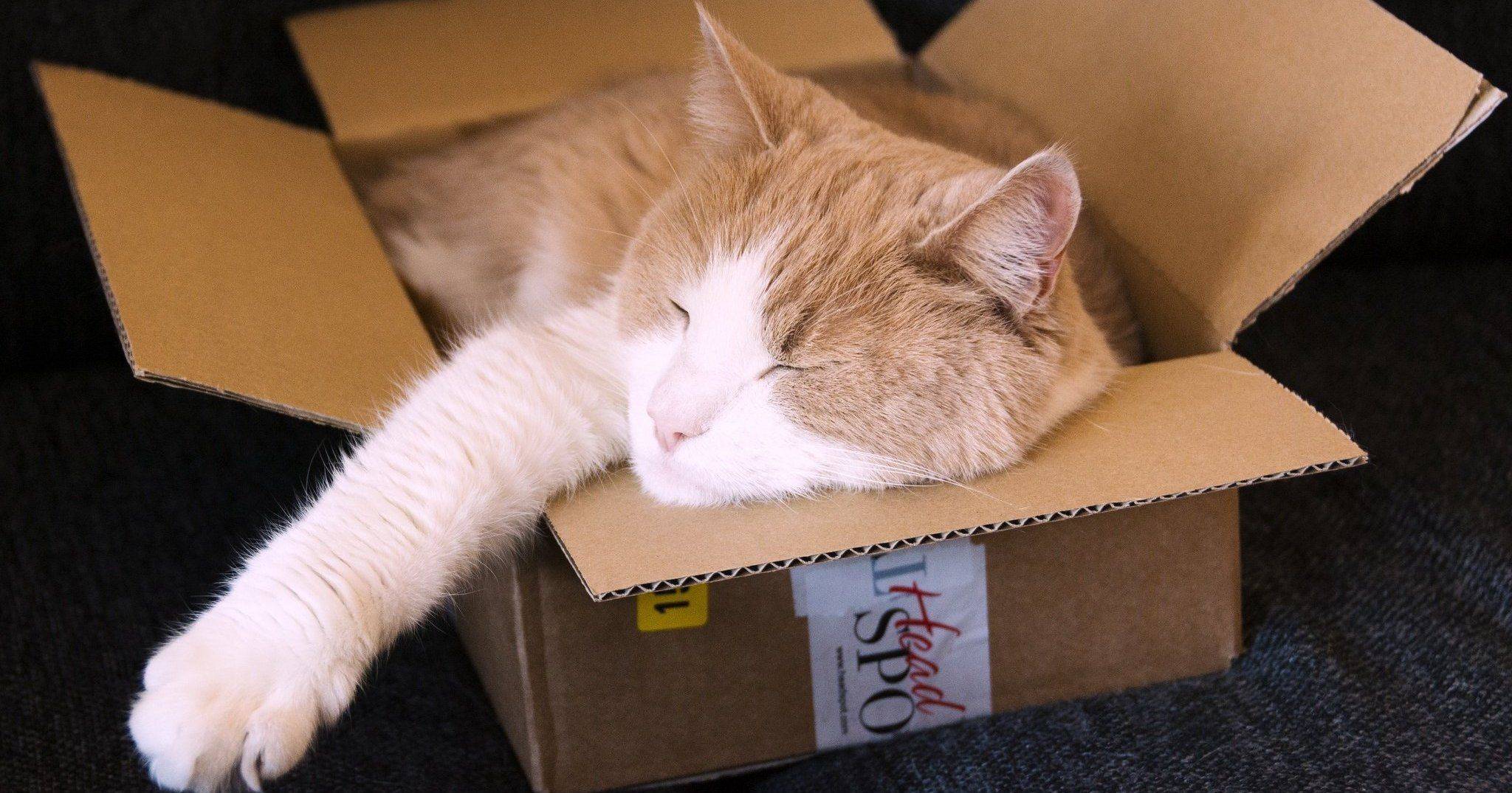 Почему кошки любят коробки и пакеты, из-за чего котам нравится в них сидеть и спать?