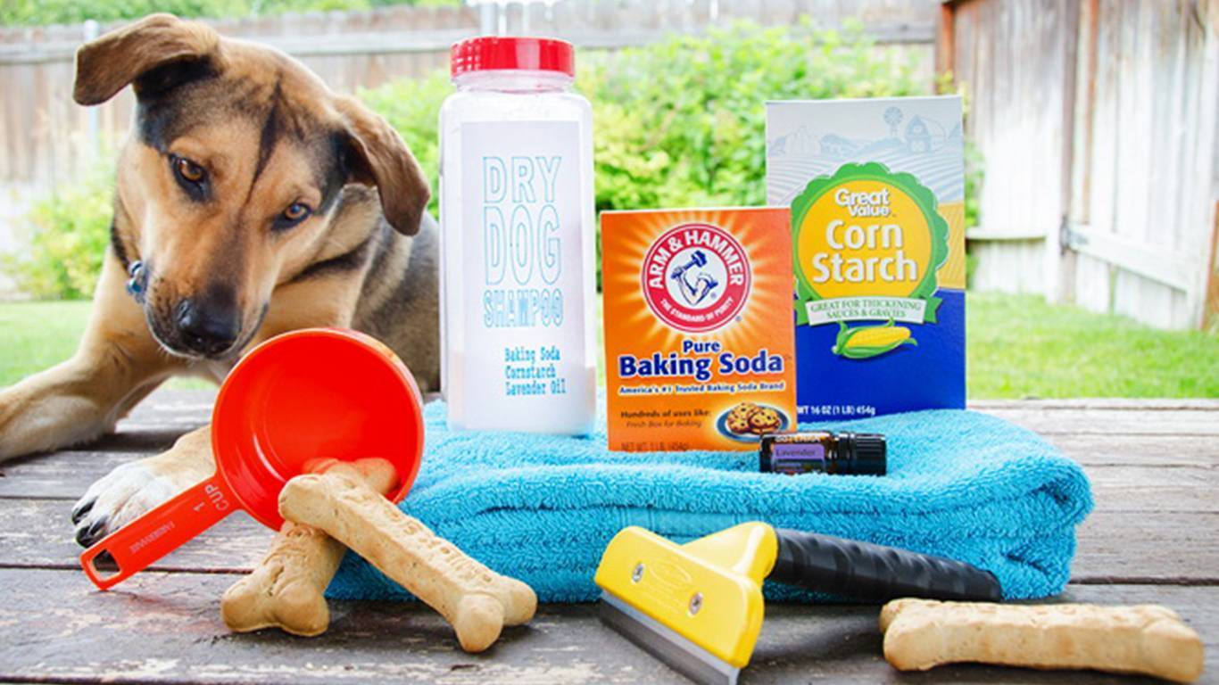 Можно ли мыть собаку человеческим шампунем, и каким лучше купать, детским или обычным