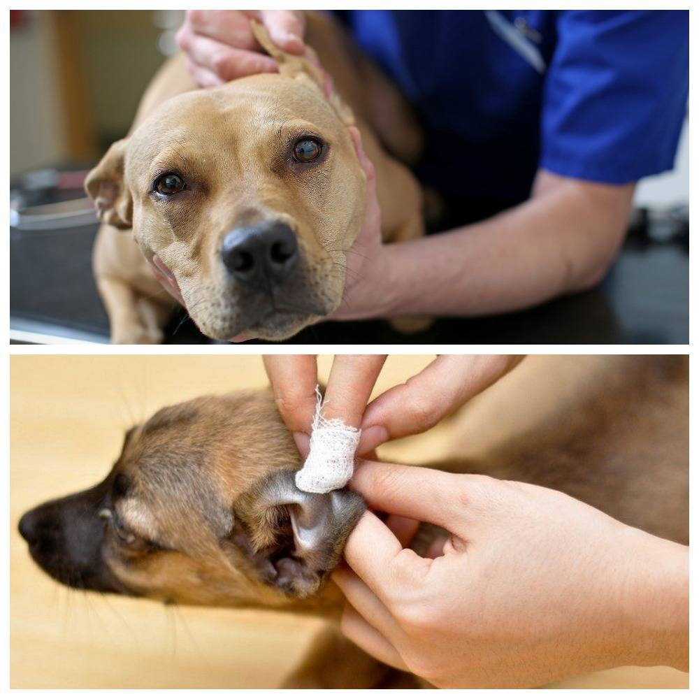 Ушной клещ у собак: лечение, как определить, меры профилактики