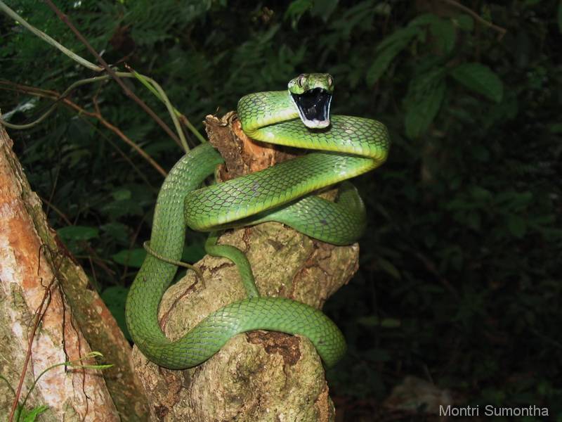 Змеи краснодарского края: виды, фото, описания