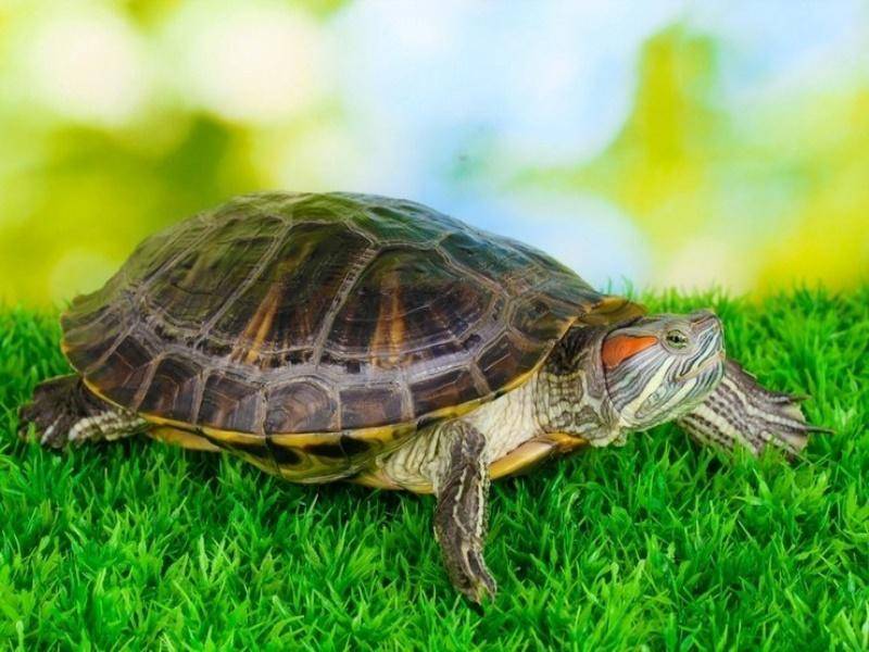 Сколько живут красноухие черепахи. продолжительность жизни