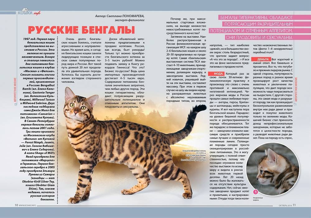 Бенгальский кот. описание, особенности и уход за бенгальским котом | животный мир